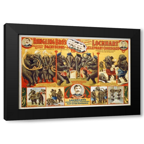 Ringling Bros Marvelous Acting Pachyderms - Lockhart Elephant Comedians - 1899 Black Modern Wood Framed Art Print by Hollywood Photo Archive