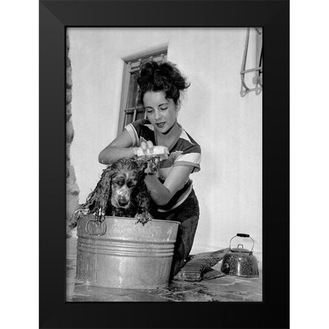 Elizabeth Taylor washing a dog Black Modern Wood Framed Art Print by Hollywood Photo Archive