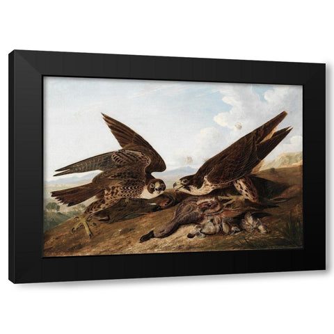 Peregrine Falcons Black Modern Wood Framed Art Print with Double Matting by Audubon, John James