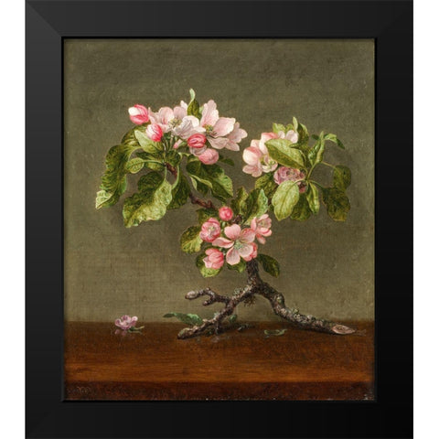 Apple Blossoms Black Modern Wood Framed Art Print by Heade, Martin Johnson