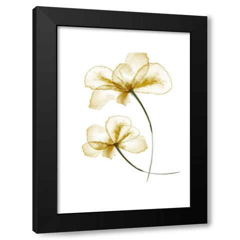 Pressed Flowers Black Modern Wood Framed Art Print with Double Matting by Uppsala Studio