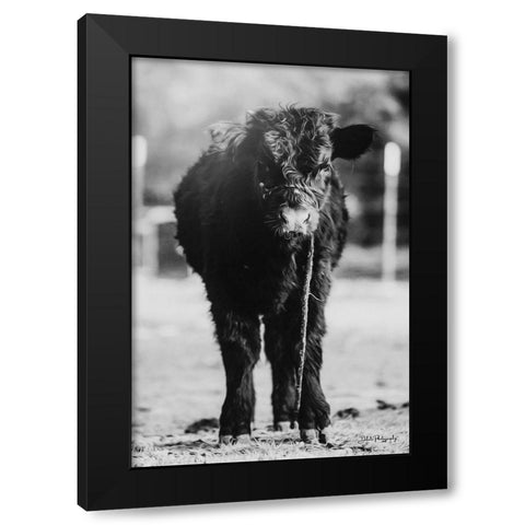 Single Cow Black Modern Wood Framed Art Print with Double Matting by Diener, Dakota