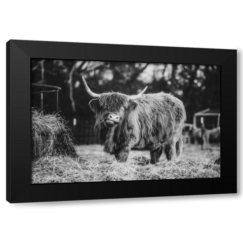 Hungry Cow I Black Modern Wood Framed Art Print with Double Matting by Diener, Dakota