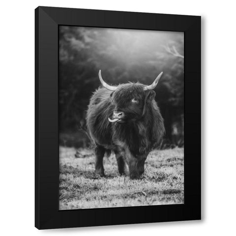 Silly Cow I Black Modern Wood Framed Art Print by Diener, Dakota