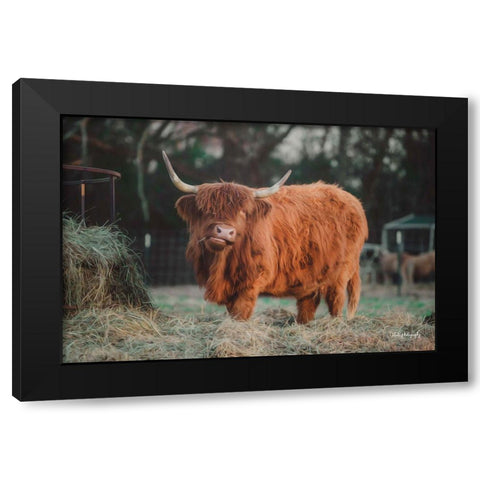 Hungry Cow I Black Modern Wood Framed Art Print with Double Matting by Diener, Dakota