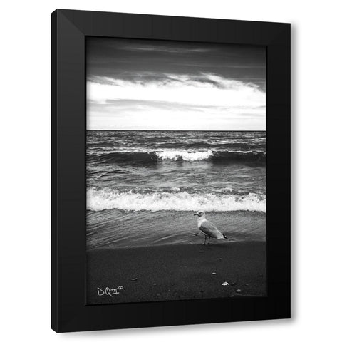 Seagull II    Black Modern Wood Framed Art Print by Quillen, Donnie