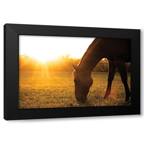 Sunset Grazing I Black Modern Wood Framed Art Print with Double Matting by Quillen, Donnie