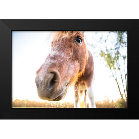 Hi Horse Black Modern Wood Framed Art Print by Quillen, Donnie