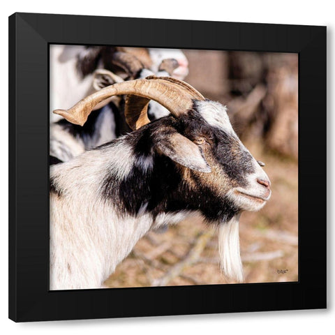 Bearded Side Goat Black Modern Wood Framed Art Print by Quillen, Donnie