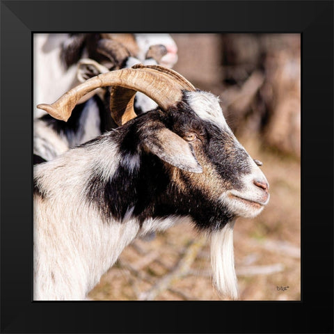Bearded Side Goat Black Modern Wood Framed Art Print by Quillen, Donnie