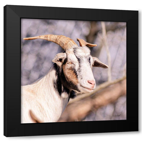 Brown Goat Black Modern Wood Framed Art Print by Quillen, Donnie