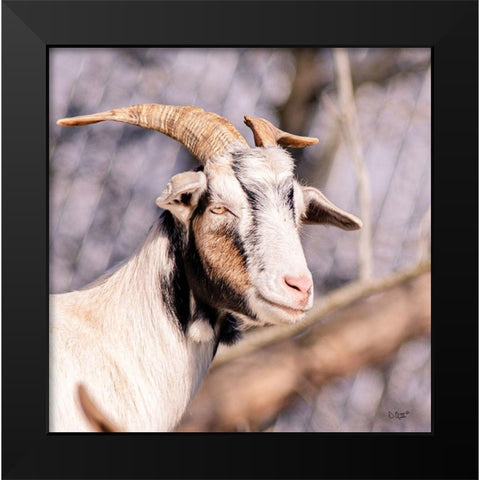 Brown Goat Black Modern Wood Framed Art Print by Quillen, Donnie