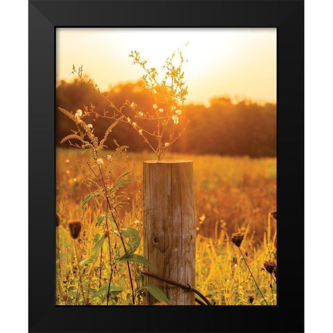 Post Black Modern Wood Framed Art Print by Quillen, Donnie