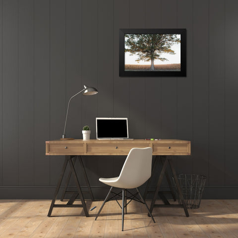 Cornfield at Sunset Black Modern Wood Framed Art Print by Quillen, Donnie