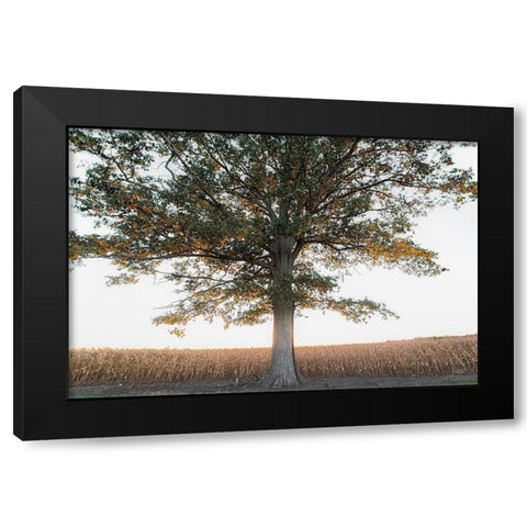 Cornfield at Sunset Black Modern Wood Framed Art Print by Quillen, Donnie