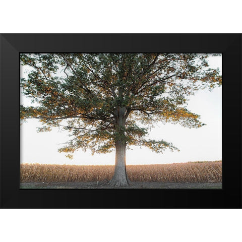 Cornfield at Sunset Black Modern Wood Framed Art Print by Quillen, Donnie