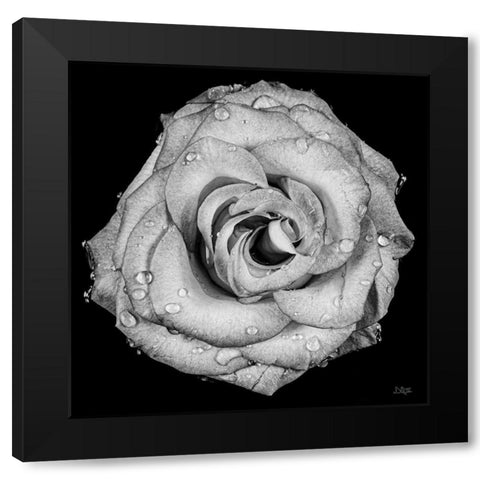 A Love Lost Black Modern Wood Framed Art Print with Double Matting by Quillen, Donnie