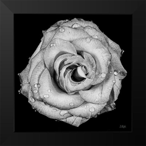 A Love Lost Black Modern Wood Framed Art Print by Quillen, Donnie