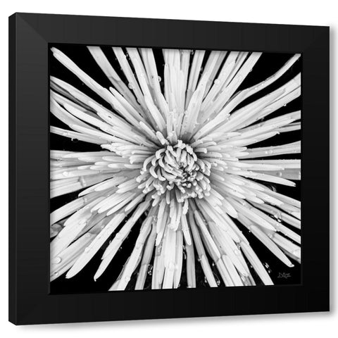 Black and White Love Black Modern Wood Framed Art Print with Double Matting by Quillen, Donnie