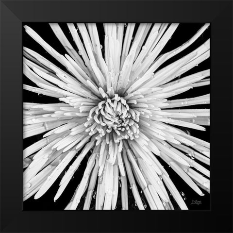 Black and White Love Black Modern Wood Framed Art Print by Quillen, Donnie