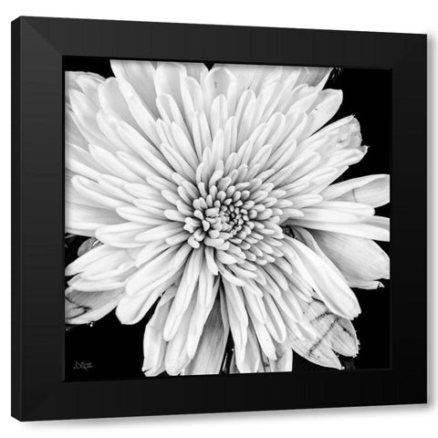 Black and White Love II Black Modern Wood Framed Art Print with Double Matting by Quillen, Donnie