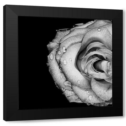 Lost Love Black Modern Wood Framed Art Print by Quillen, Donnie
