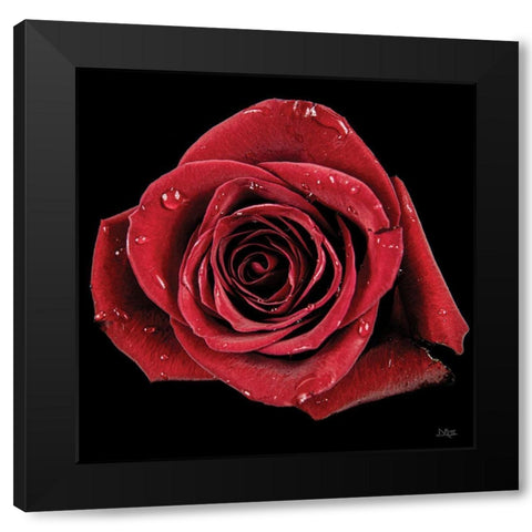 Broken Heart Rose Black Modern Wood Framed Art Print by Quillen, Donnie