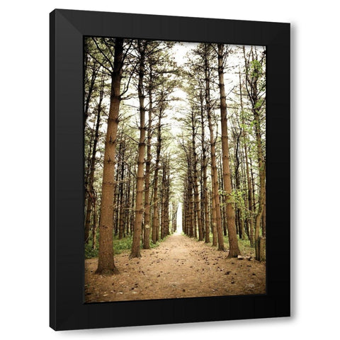 In the Pines I Black Modern Wood Framed Art Print with Double Matting by Quillen, Donnie