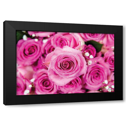 Fuchsia Roses Black Modern Wood Framed Art Print with Double Matting by Quillen, Donnie