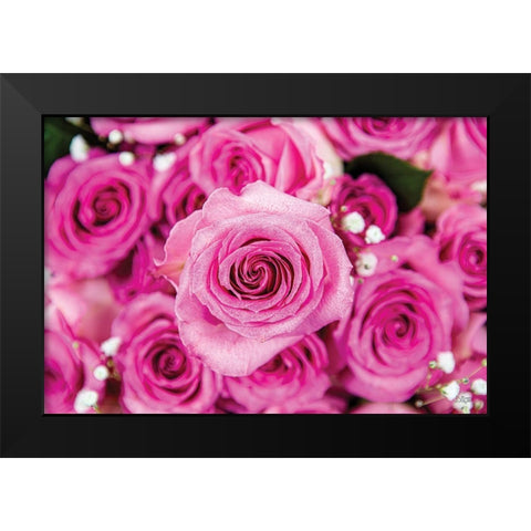 Fuchsia Roses Black Modern Wood Framed Art Print by Quillen, Donnie