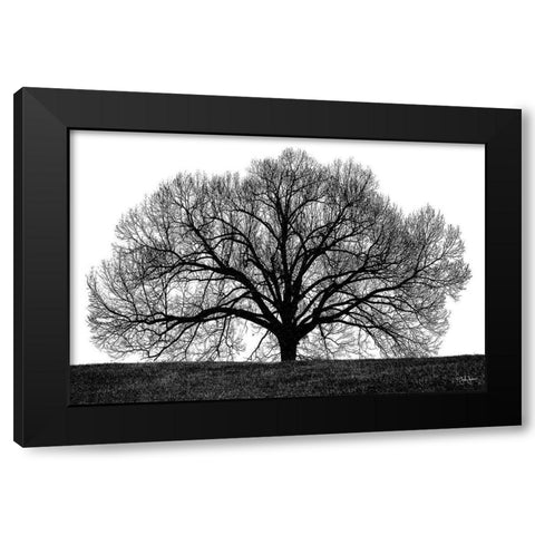 The Tree Black Modern Wood Framed Art Print by Jones, John