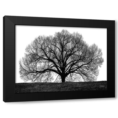 The Tree Black Modern Wood Framed Art Print by Jones, John