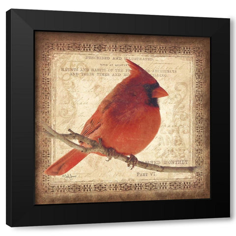 Male Cardinal Black Modern Wood Framed Art Print with Double Matting by Jones, John