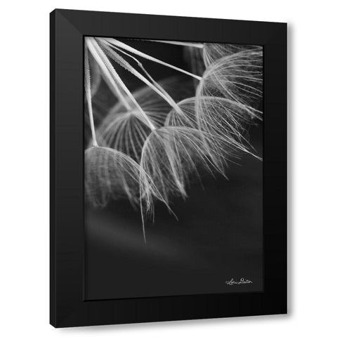 Goatsbeard I Black Modern Wood Framed Art Print with Double Matting by Deiter, Lori