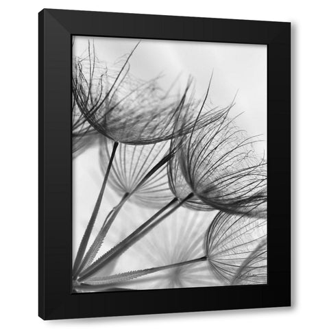 Goatsbeard II Black Modern Wood Framed Art Print with Double Matting by Deiter, Lori