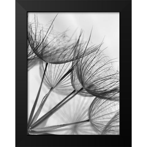 Goatsbeard II Black Modern Wood Framed Art Print by Deiter, Lori