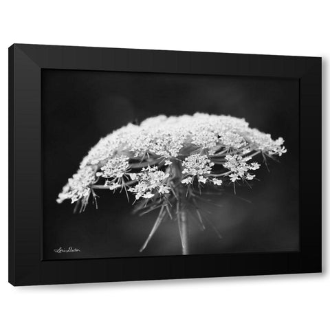 Queen Annes Lace Black Modern Wood Framed Art Print by Deiter, Lori