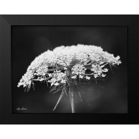 Queen Annes Lace Black Modern Wood Framed Art Print by Deiter, Lori