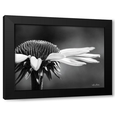 Coneflower Black Modern Wood Framed Art Print with Double Matting by Deiter, Lori