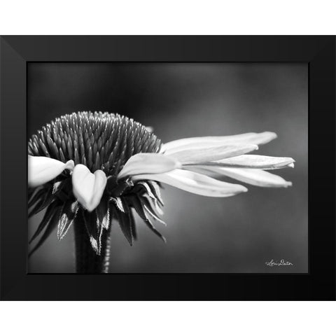 Coneflower Black Modern Wood Framed Art Print by Deiter, Lori