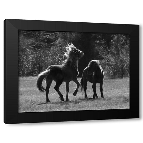 Black And White Assateague Horses Black Modern Wood Framed Art Print with Double Matting by Deiter, Lori