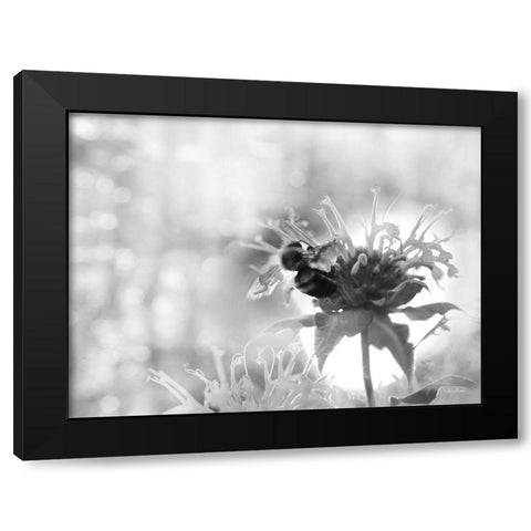 Wild Flowers II Black Modern Wood Framed Art Print with Double Matting by Deiter, Lori