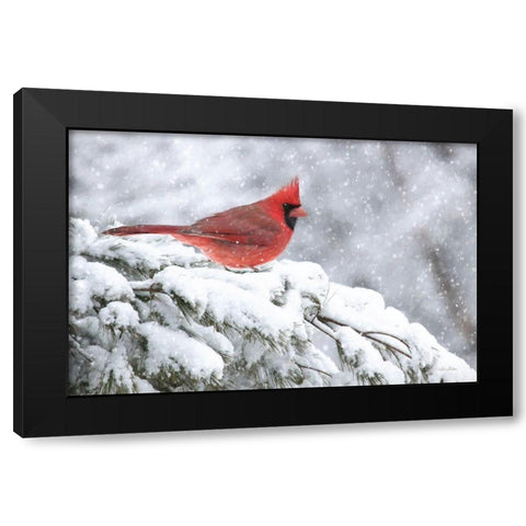 Winter Cardinal     Black Modern Wood Framed Art Print by Deiter, Lori
