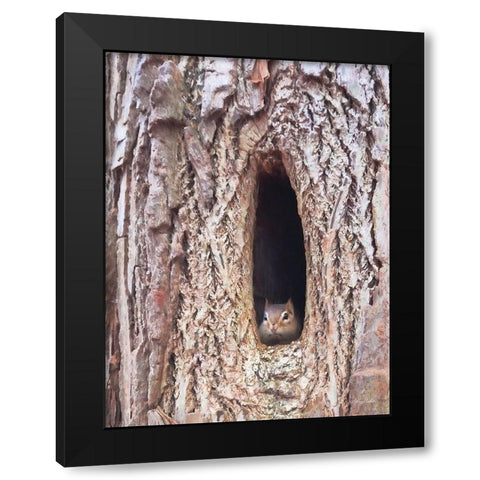 Is It Spring Yet?   Black Modern Wood Framed Art Print by Deiter, Lori