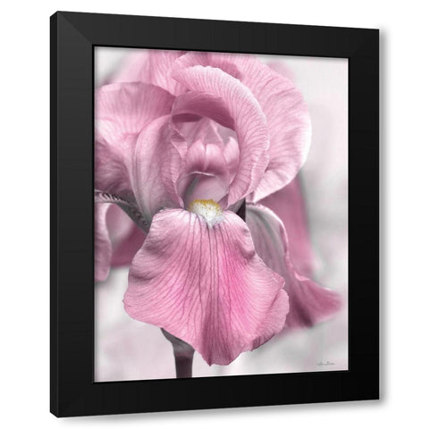 Pink Iris Black Modern Wood Framed Art Print by Deiter, Lori