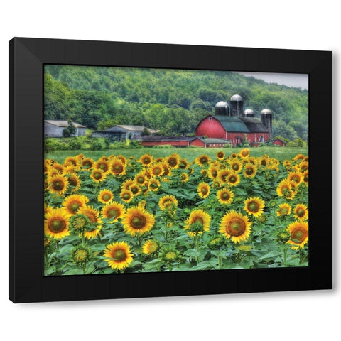 Sunflower Farm Black Modern Wood Framed Art Print with Double Matting by Deiter, Lori