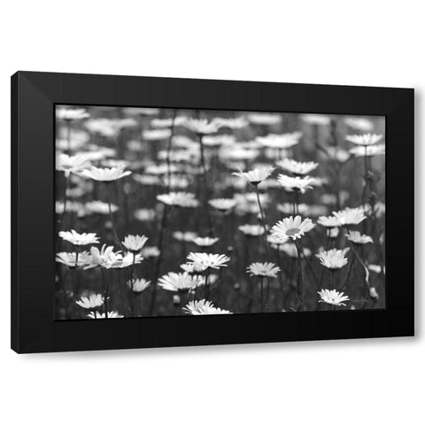Daisy Dreams Black Modern Wood Framed Art Print by Deiter, Lori