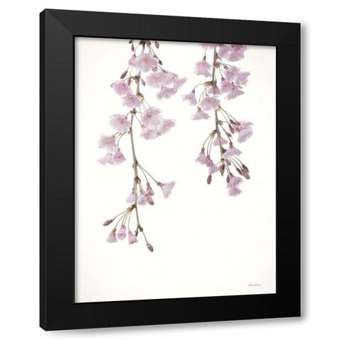 Weeping Cherry on White II Black Modern Wood Framed Art Print by Deiter, Lori