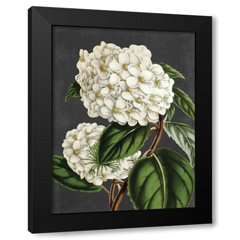 Hydrangea Black Modern Wood Framed Art Print by Lettered And Lined