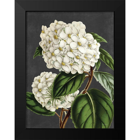Hydrangea Black Modern Wood Framed Art Print by Lettered And Lined